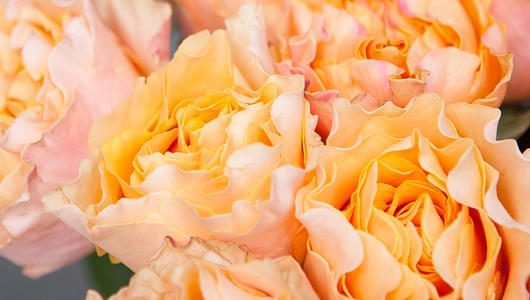 Монобукет 25 Роз «Campanella»