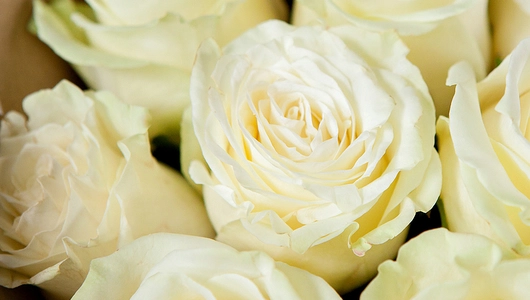 Монобукет 11 Роз Mondial в&nbsp;крафте