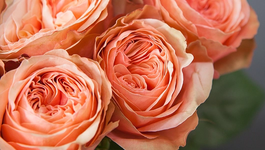 Монобукет 25 Роз «Kahala»