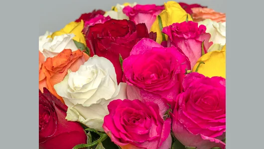 Букет из&nbsp;роз яркий микс 35-40 см (Кения) под&nbsp;атласную ленту 25 шт