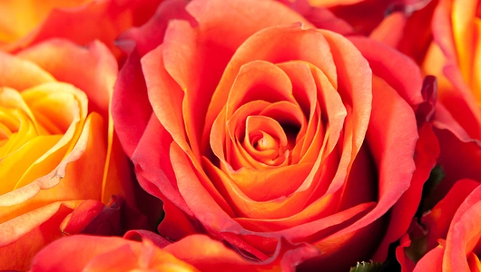 Монобукет из 11 Эквадорских Роз Atomic в крафте