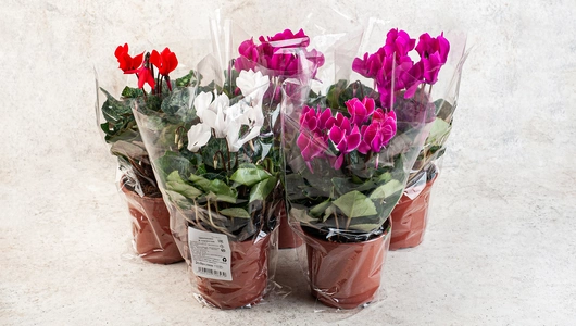 Цикламен в горшочке