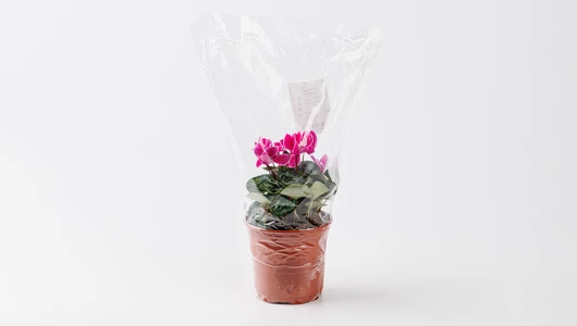 Цикламен в горшочке