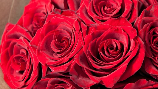 Монобукет 11 Роз Explorer