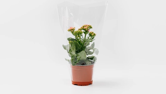 Каланхоэ в&nbsp;горшочке