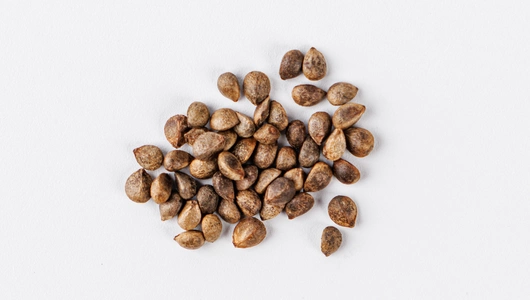 Семена Чистец шерстистый "Овечьи ушки"_СО Семена Чистец шерстистый "Овечьи ушки"_СО