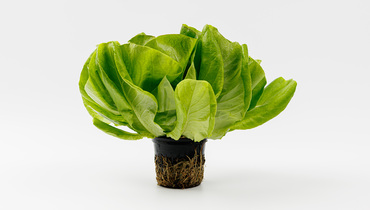 Изображение товара Салат маслянистый зеленый в горшочке ВкусВилл 80 г