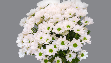 Изображение товара Букет из хризантемы